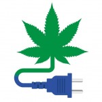 Consommation électrique d'une culture de cannabis