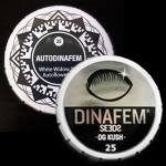 Dinafem: Nouveaux packs 25 graines