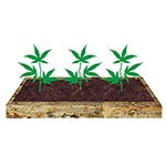 Cultivar marihuana en bancales